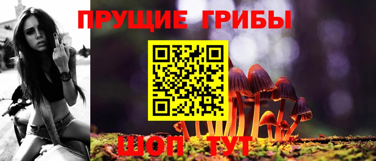 Галлюциногенные грибы Psilocybe Вичуга